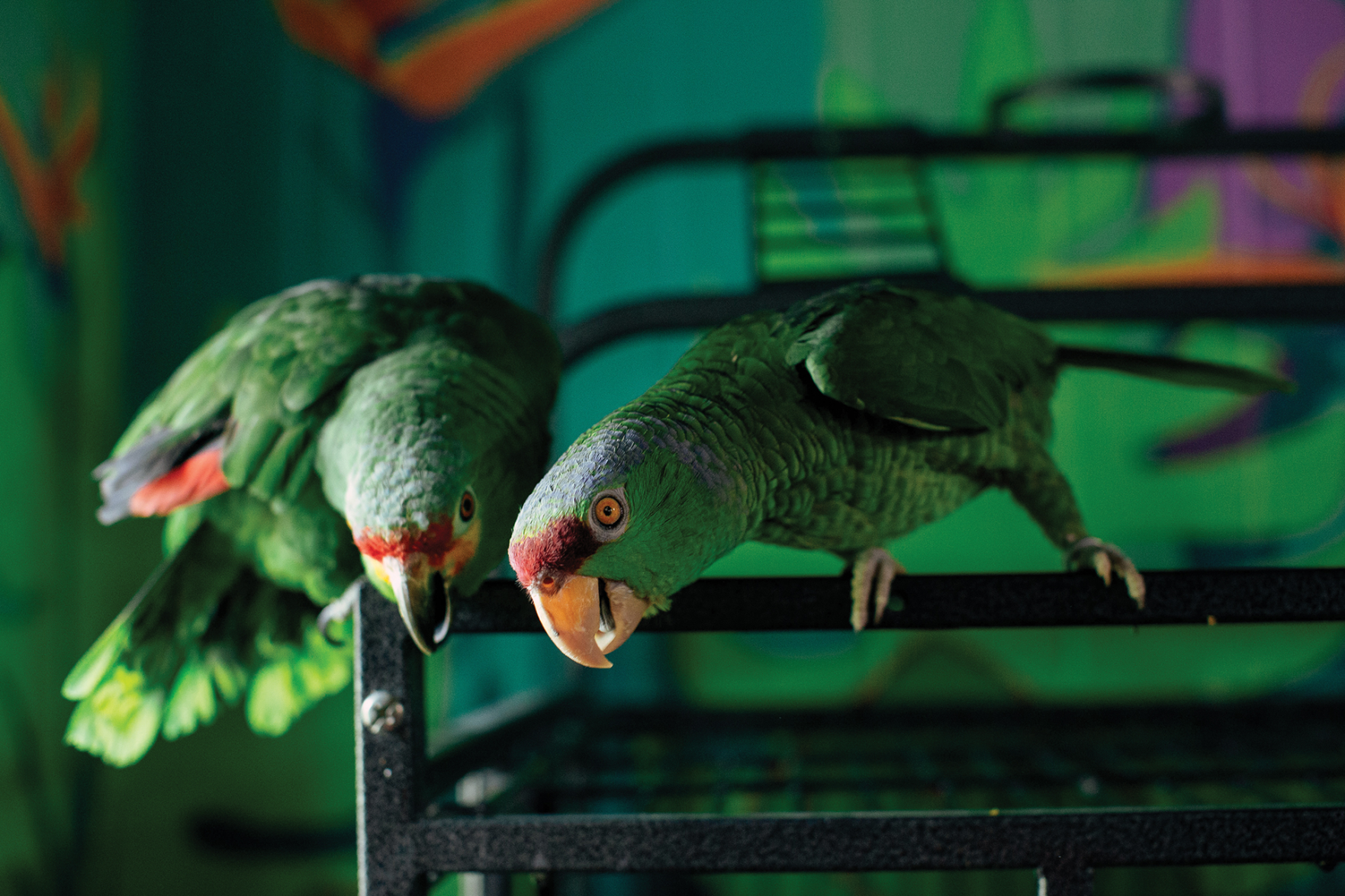 The Pet Issue 2021: Birds of a Feather